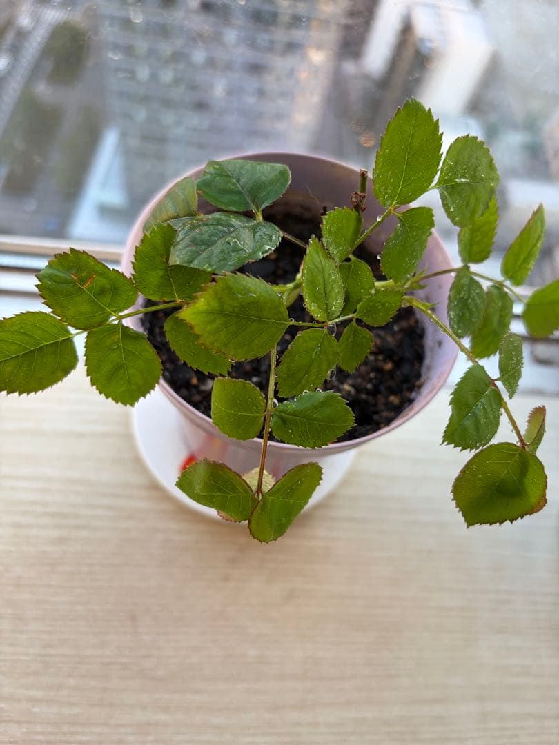 超強香！超強健　廃盤のイングリッシュローズ バラ苗