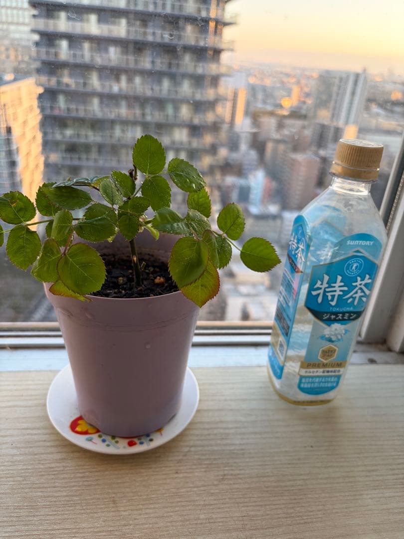 超強香！超強健　廃盤のイングリッシュローズ バラ苗