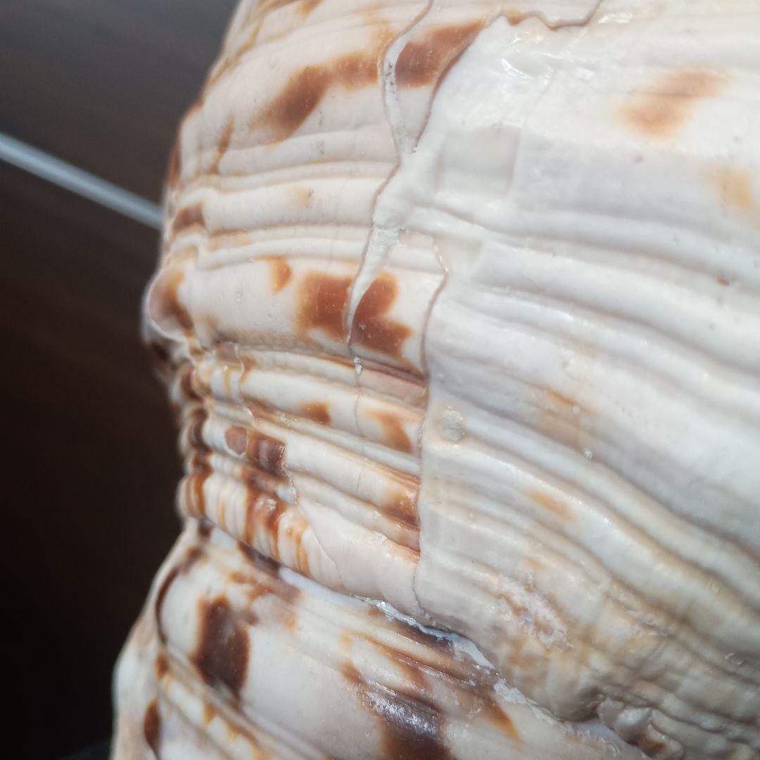 開*龍様 法螺貝 特大 42cm 1871.3Kg 超希少価値✨