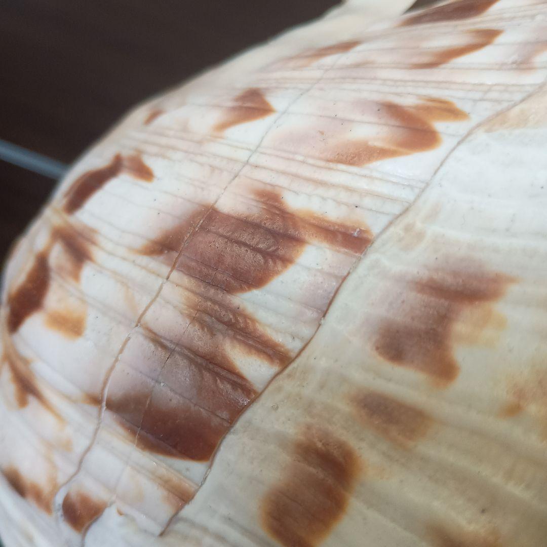 開*龍様 法螺貝 特大 42cm 1871.3Kg 超希少価値✨