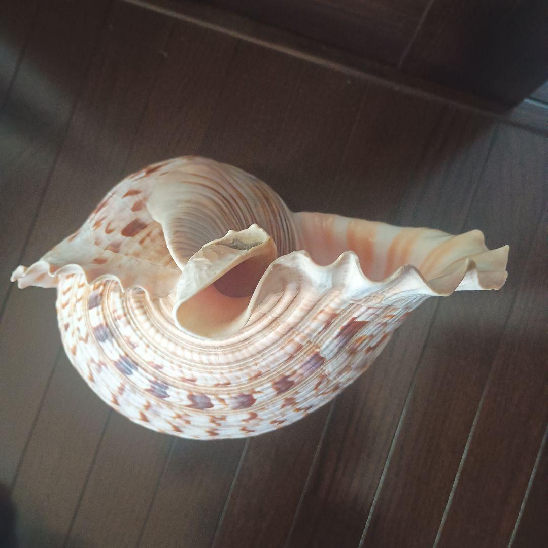 開*龍様 法螺貝 特大 42cm 1871.3Kg 超希少価値✨