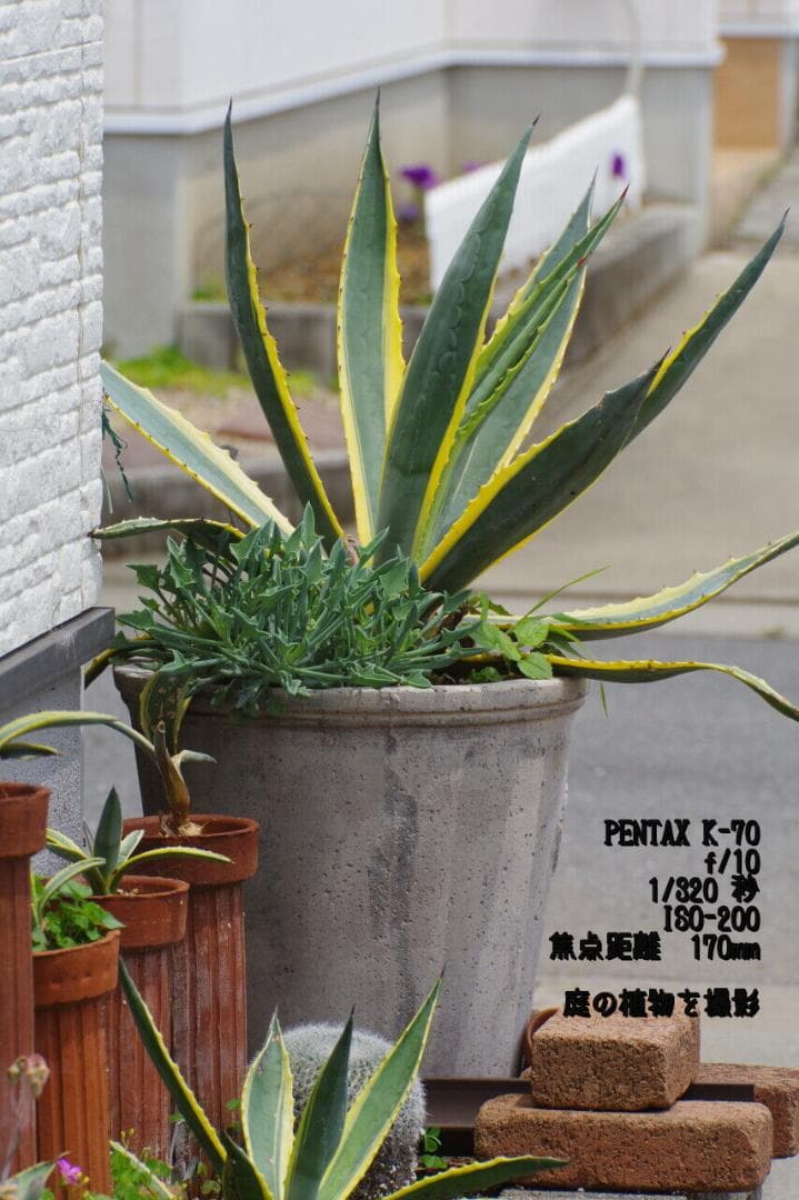 ★最終値下★SIGMA 170-500mm F5-6.3 APO PENTAX