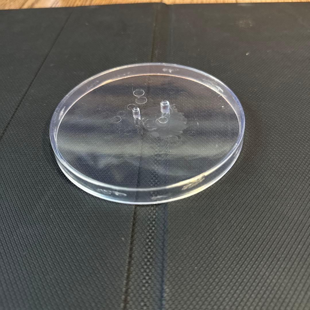 ブラックマジシャンガール with ちびブラマジガール