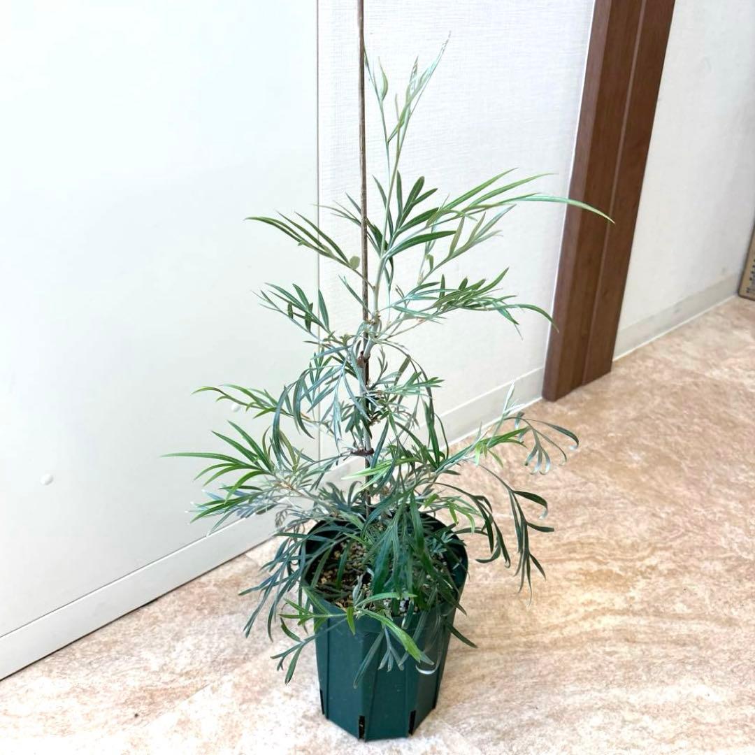 超希少★ 5 グレビレア　ピンクサプライズ　5号　高さ60 センチくらい