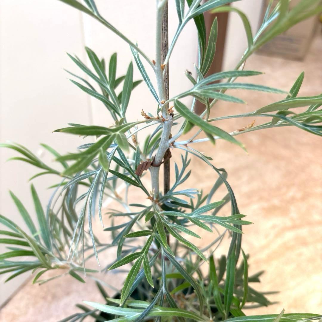 超希少★ 5 グレビレア　ピンクサプライズ　5号　高さ60 センチくらい