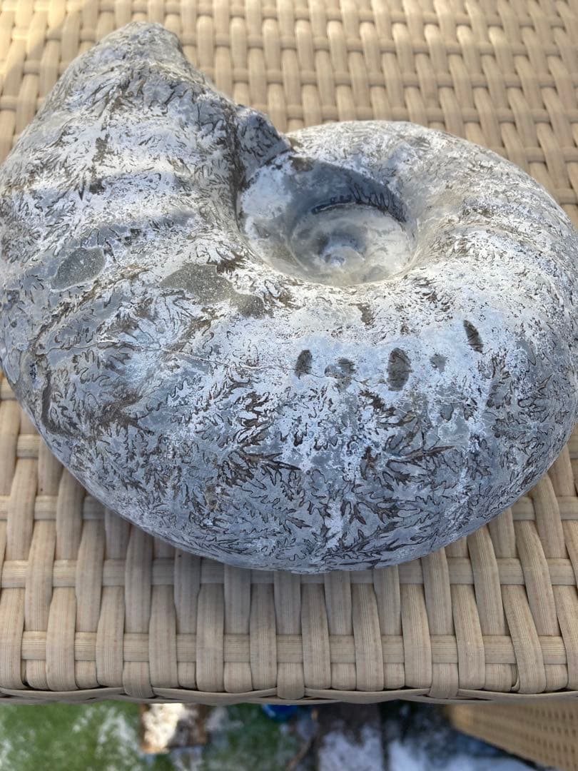 値下げしました！北海道産アンモナイト 約20 センチ