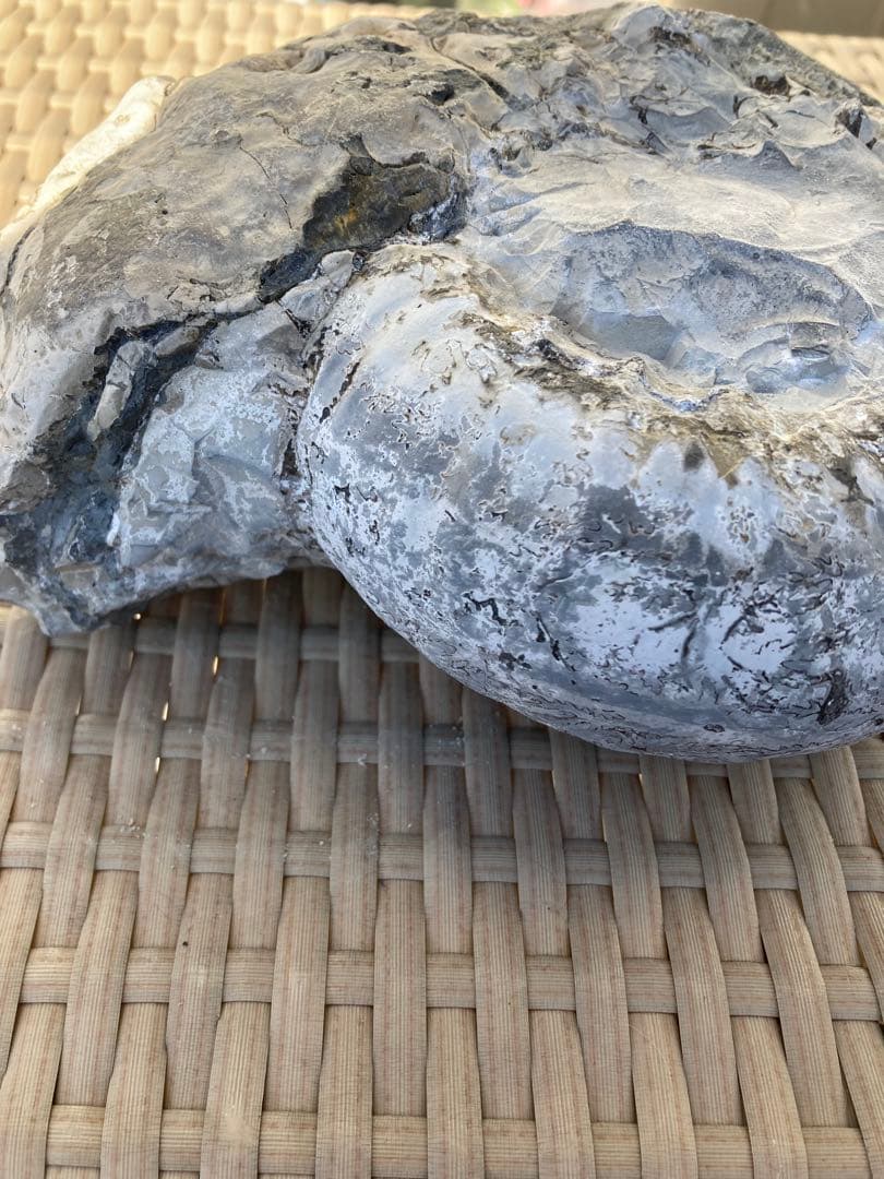 値下げしました！北海道産アンモナイト 約20 センチ