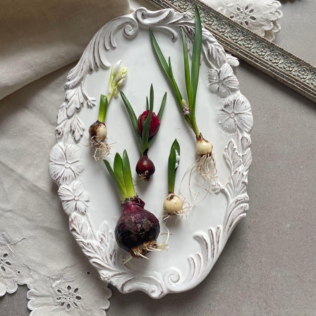 水耕栽培芽出し球根ピンクホワイト系５種セット