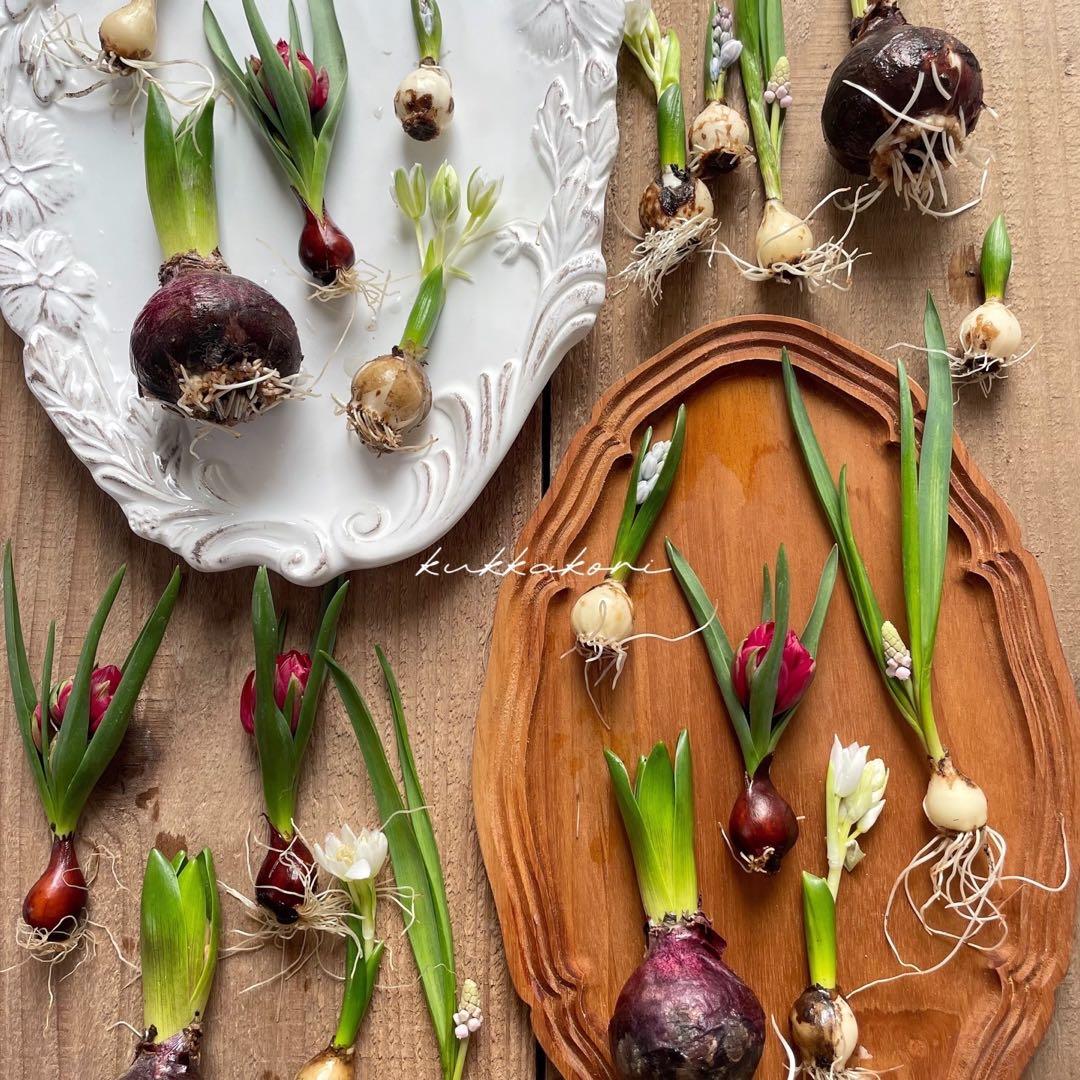 水耕栽培芽出し球根ピンクホワイト系５種セット