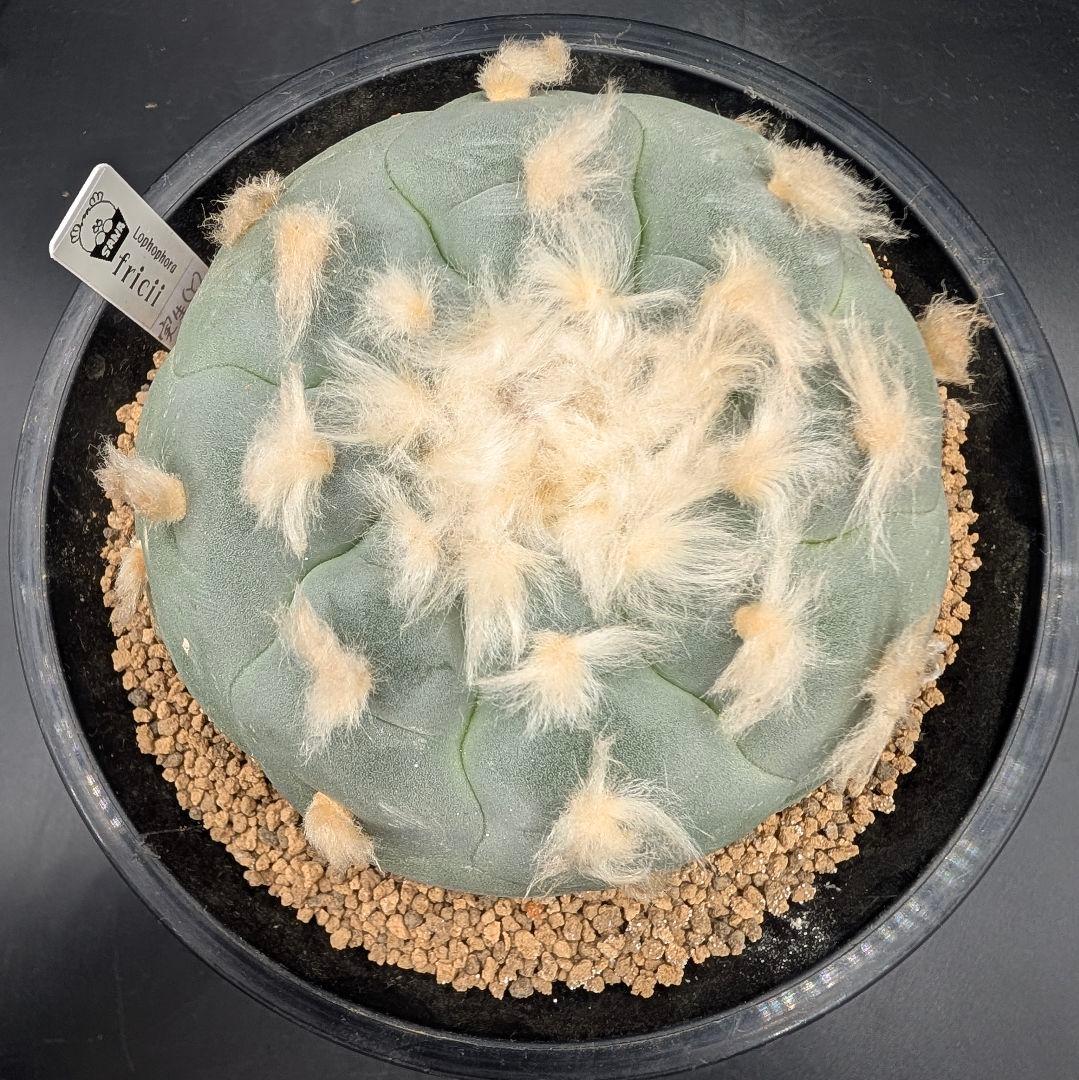 銀冠玉 実生 鉢植え メルカリ便送料込み