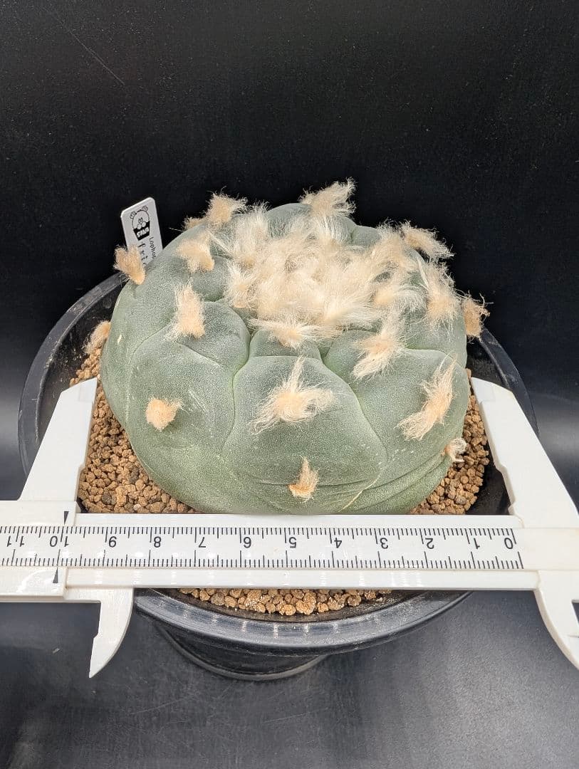 銀冠玉 実生 鉢植え メルカリ便送料込み