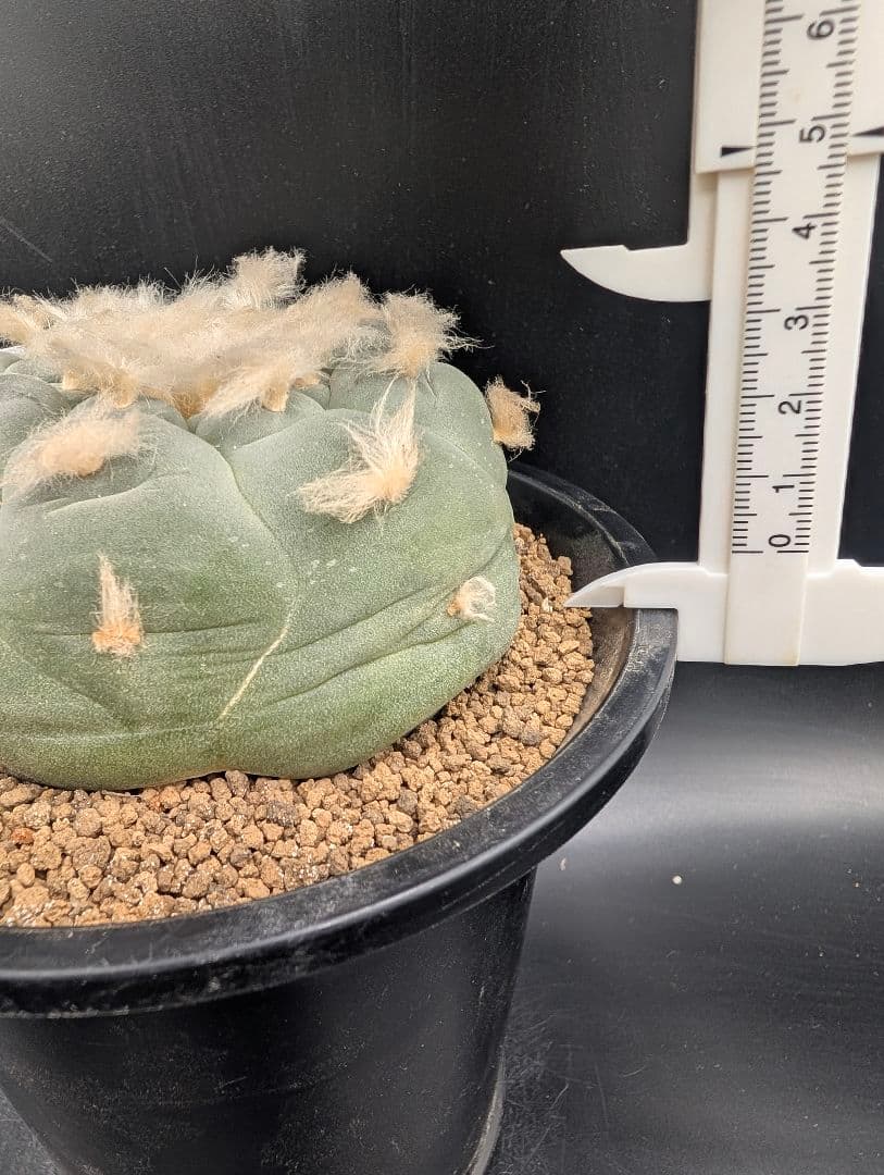 銀冠玉 実生 鉢植え メルカリ便送料込み