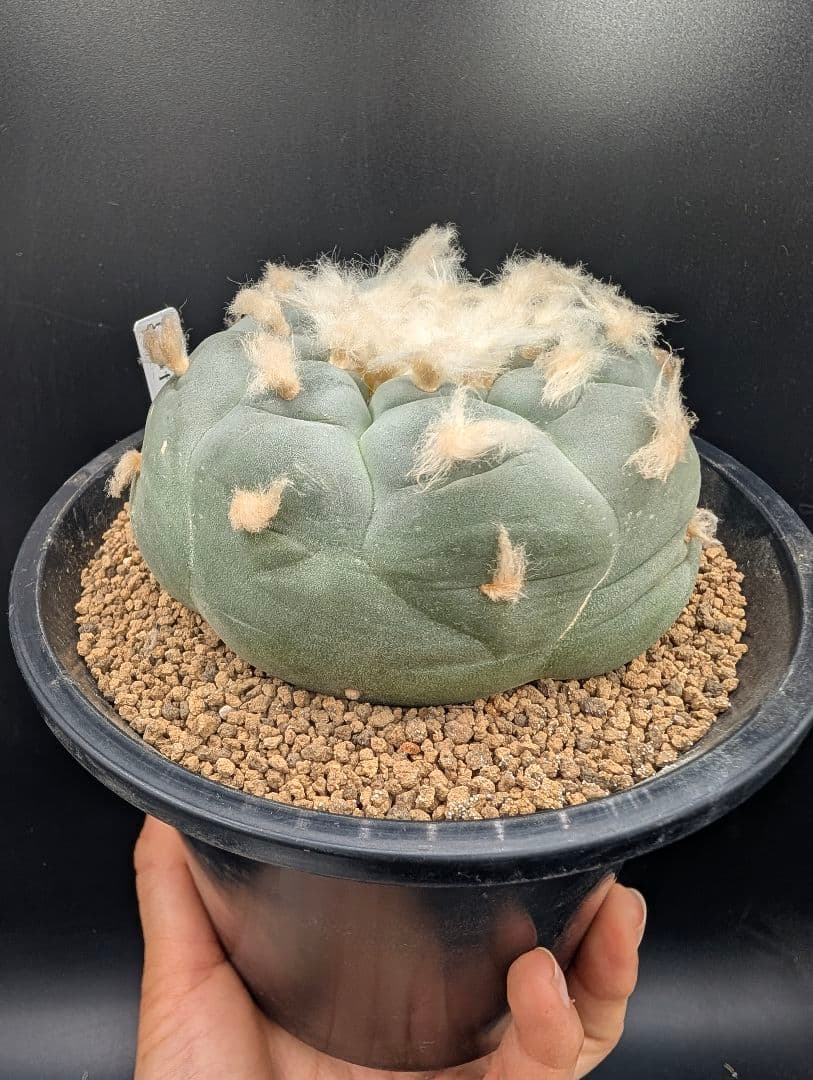 銀冠玉 実生 鉢植え メルカリ便送料込み