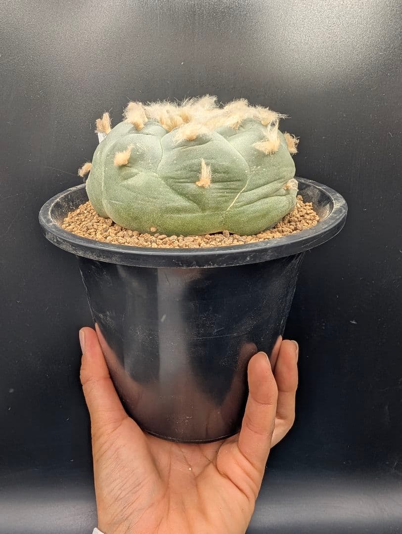 銀冠玉 実生 鉢植え メルカリ便送料込み