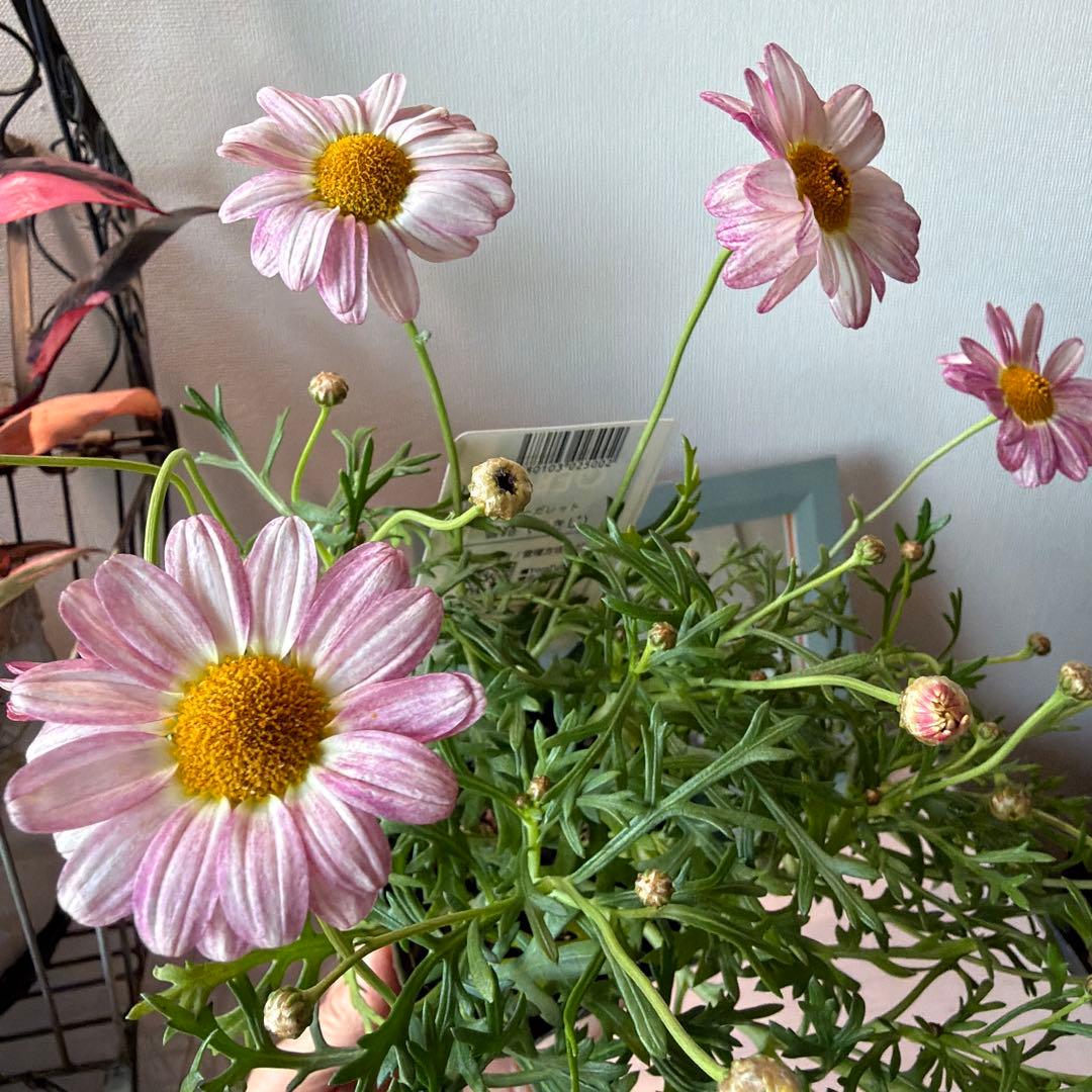 ✿Dom❤Mia✿様　確認用　マーガレット　雪路