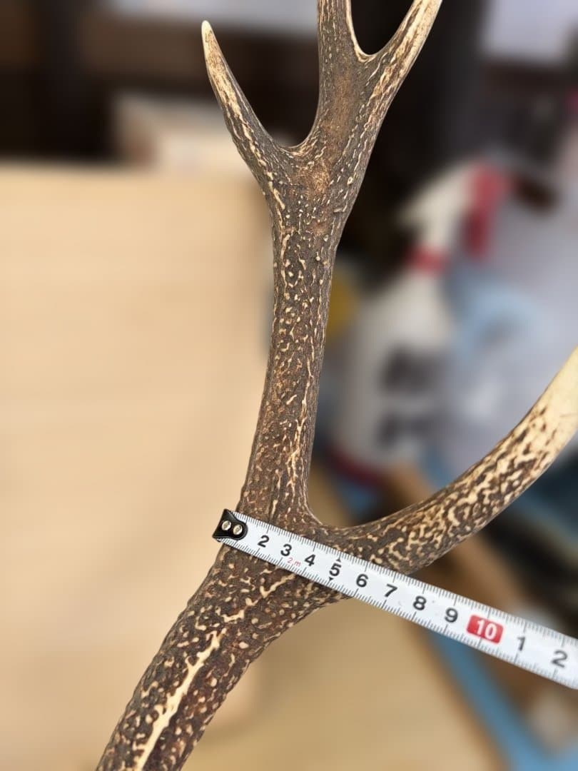 【1点もの] ハンティングトロフィー　鹿の角　頭蓋骨　日本鹿　スカル