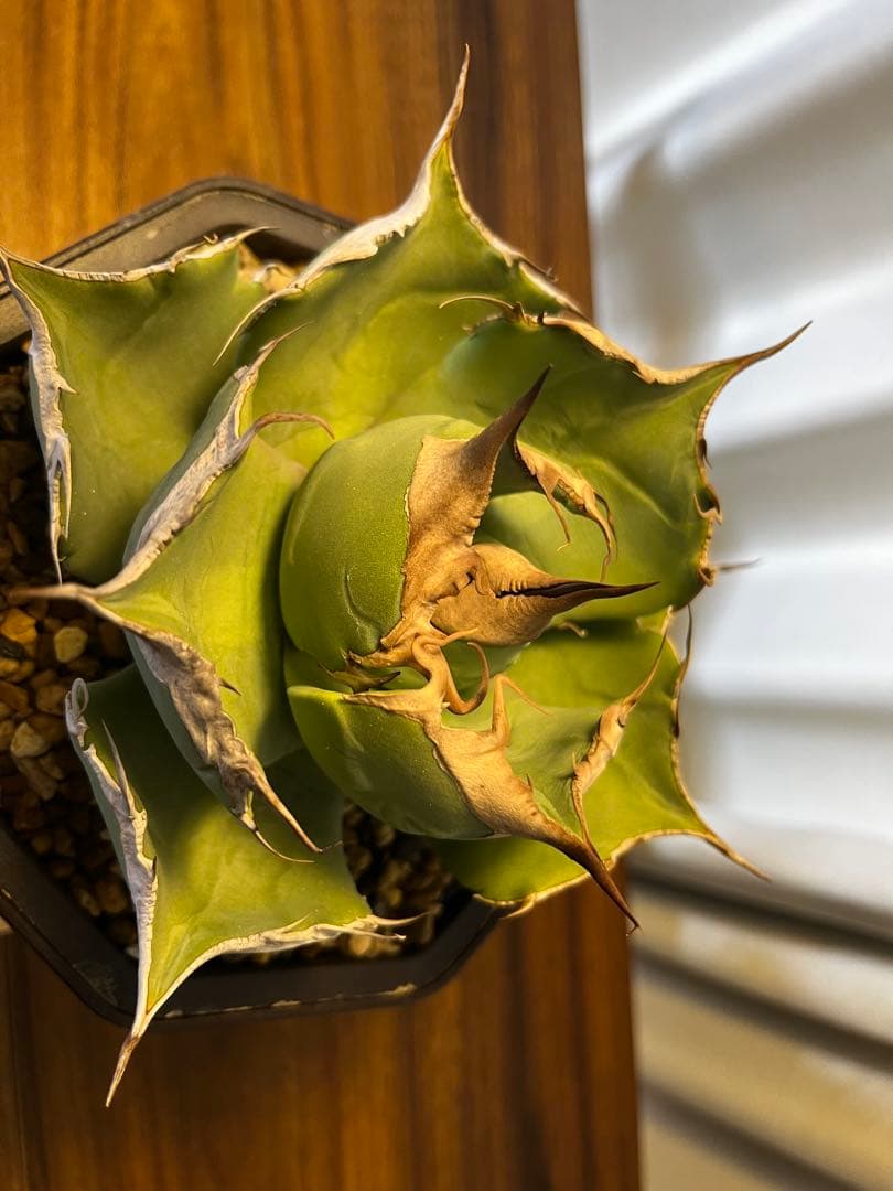 アガベ チタノタ 黒豹 ブラックパンサー