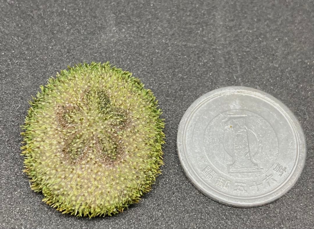 極小タコノマクラ　棘皮動物 ウニ カシパン たこのまくら　棘付き