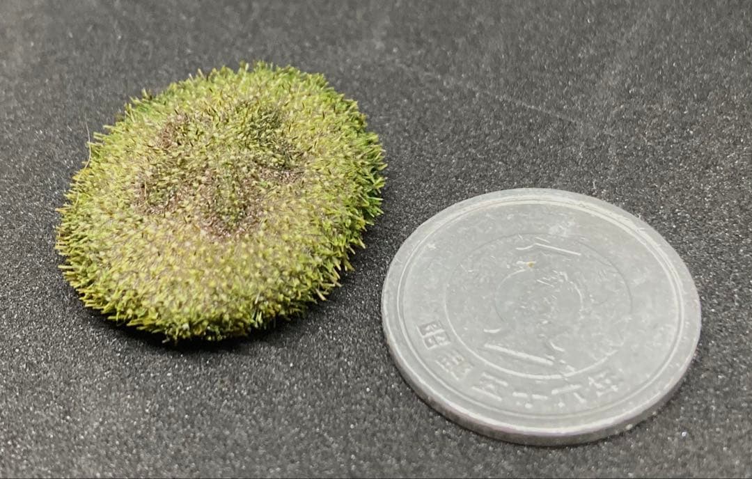 極小タコノマクラ　棘皮動物 ウニ カシパン たこのまくら　棘付き