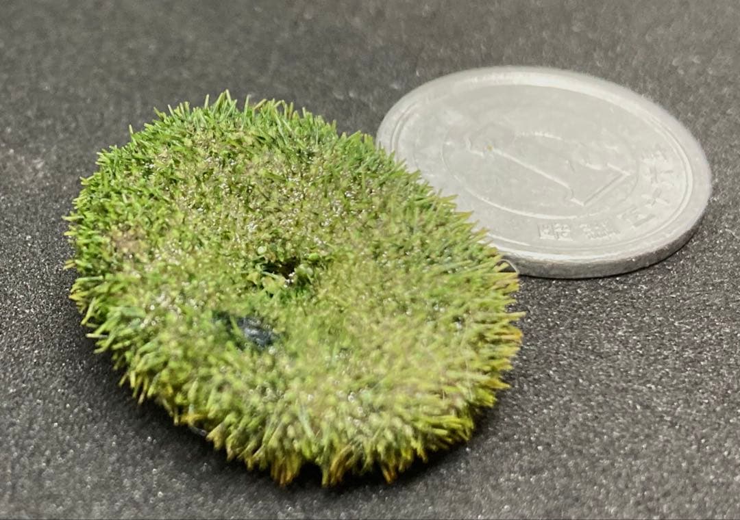 極小タコノマクラ　棘皮動物 ウニ カシパン たこのまくら　棘付き