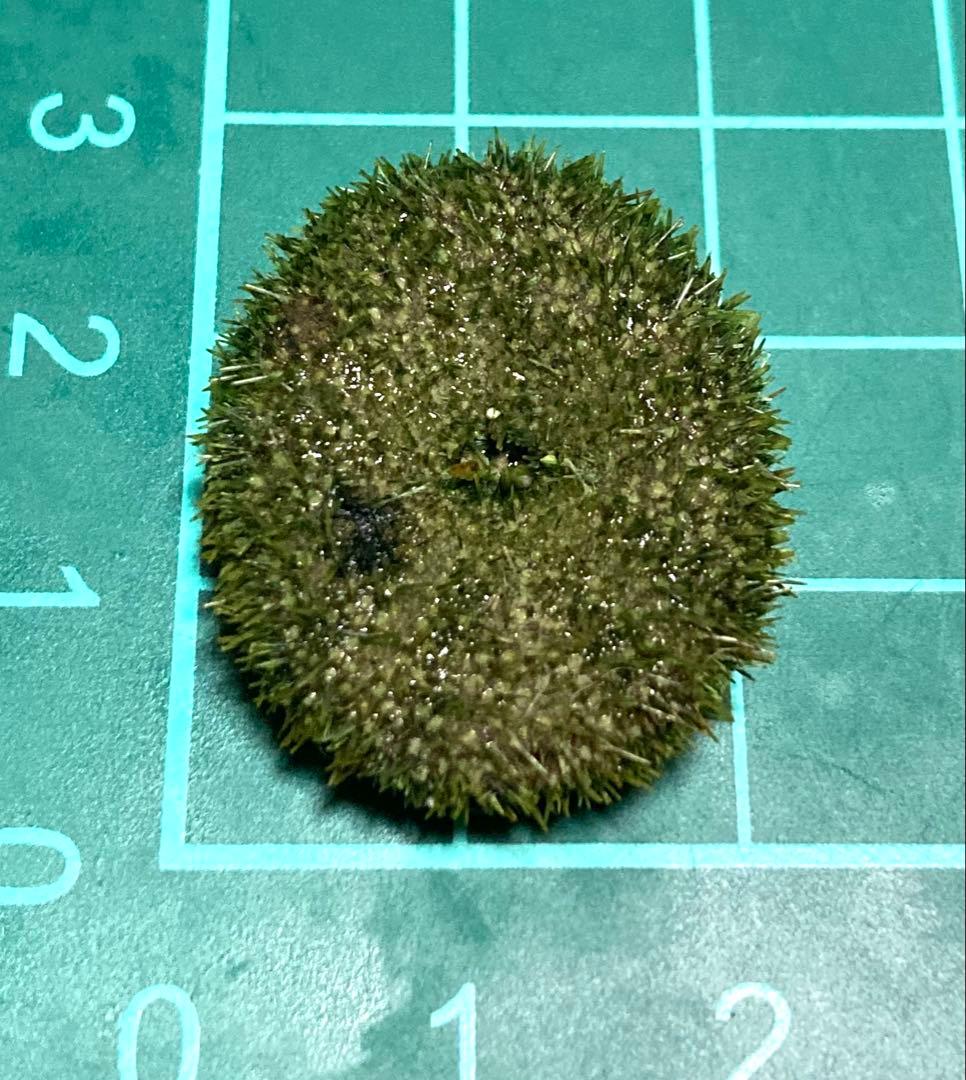 極小タコノマクラ　棘皮動物 ウニ カシパン たこのまくら　棘付き