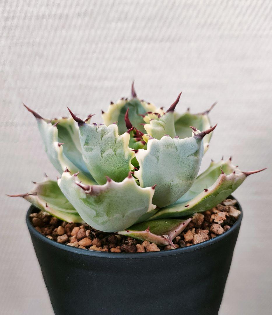 アトミックゴールド（アガベ イシスメンシス）