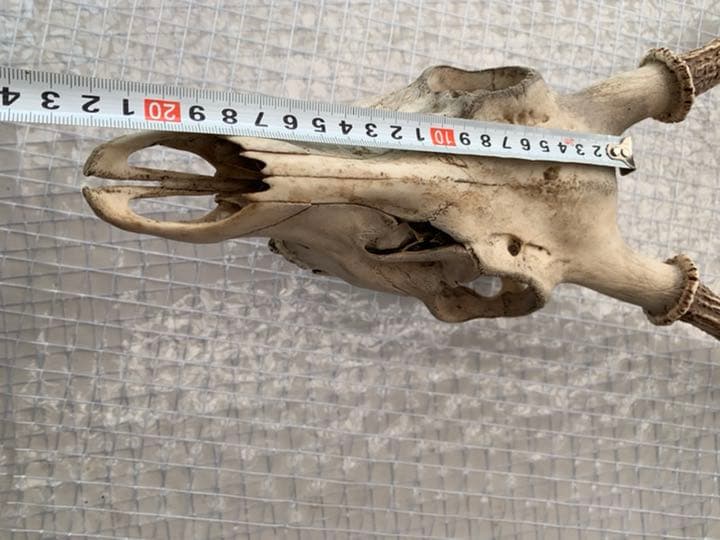 鹿　角　オブジェ