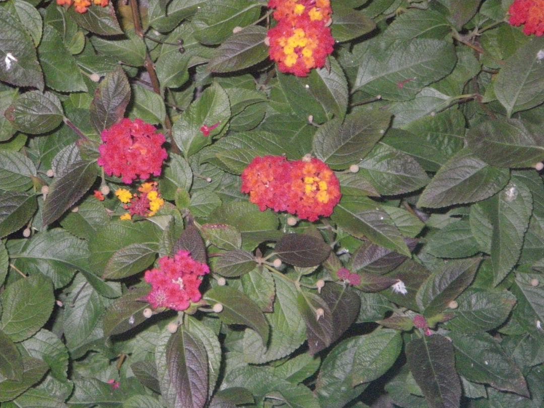 【防水カメラ】PENTAX optio W80 グレー 動作確認済 スマホ転送