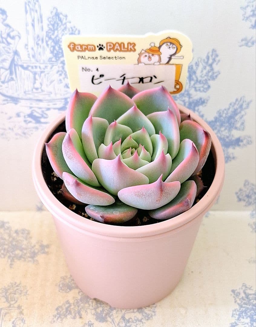 ピーチコロン札付きポットごとメルカリ便ファームパルクさん苗