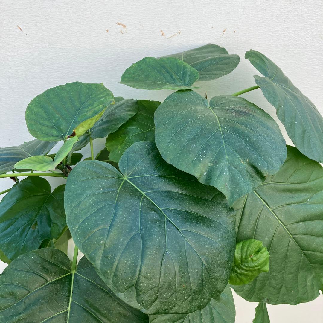 フィカス　ウンベラータ　曲がり　鉢皿付き