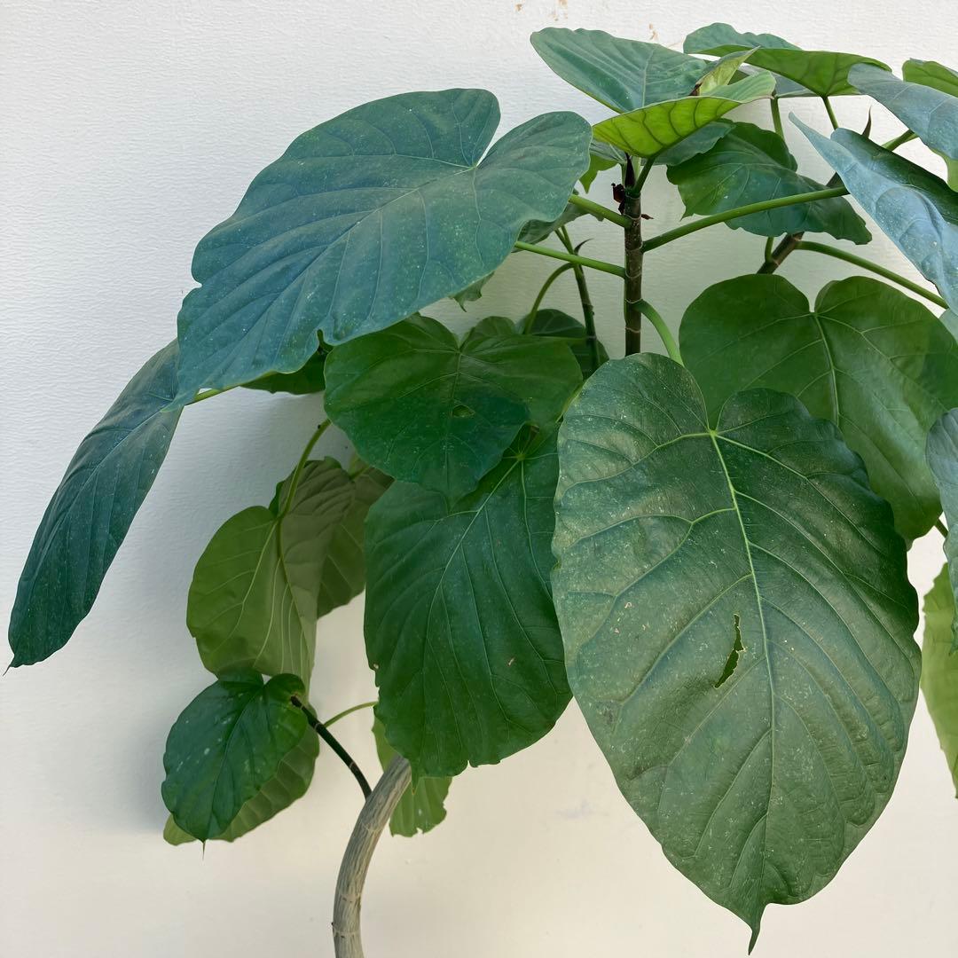 フィカス　ウンベラータ　曲がり　鉢皿付き