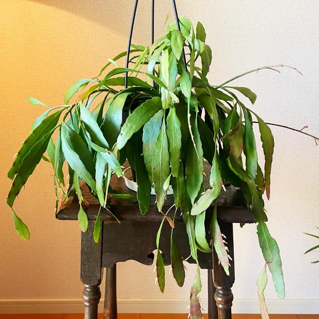 【ひらひらの葉に白い花(実)が付いています】リプサリス ラムローサ