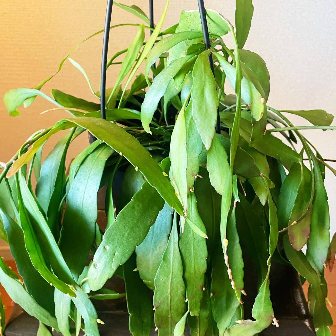 【ひらひらの葉に白い花(実)が付いています】リプサリス ラムローサ