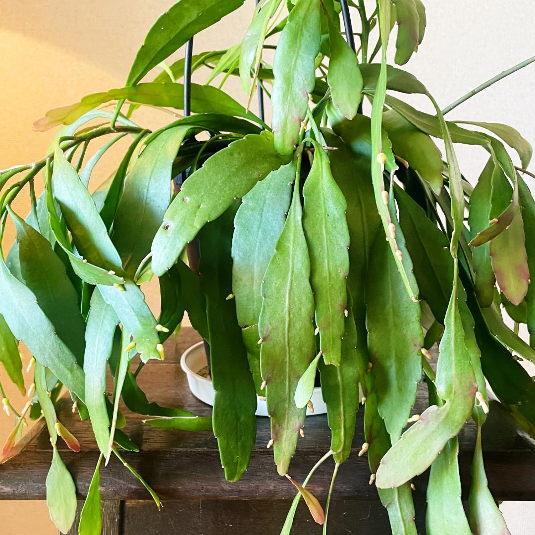 【ひらひらの葉に白い花(実)が付いています】リプサリス ラムローサ