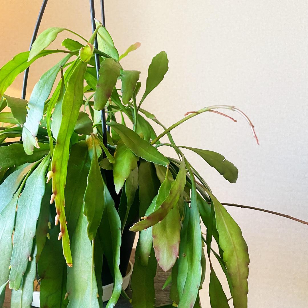 【ひらひらの葉に白い花(実)が付いています】リプサリス ラムローサ