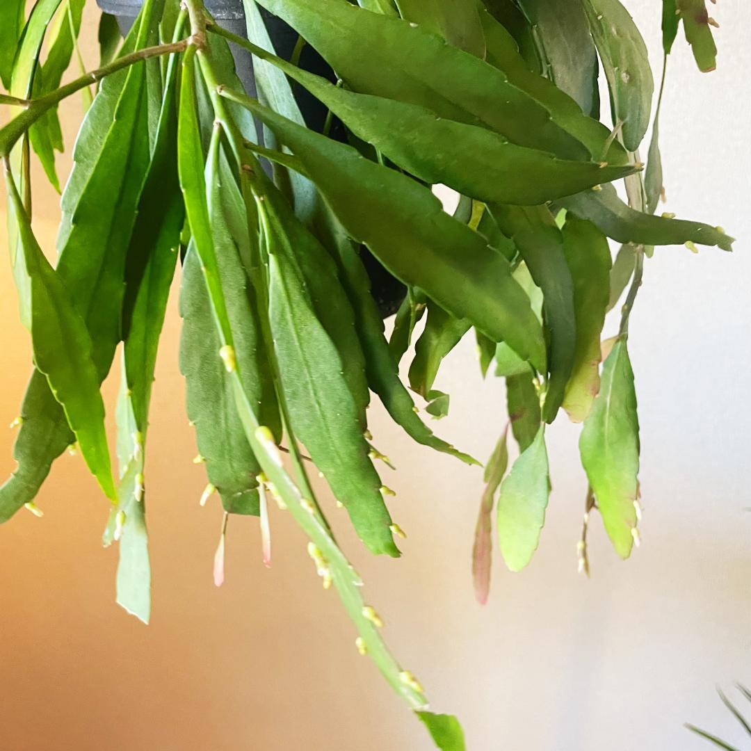 【ひらひらの葉に白い花(実)が付いています】リプサリス ラムローサ