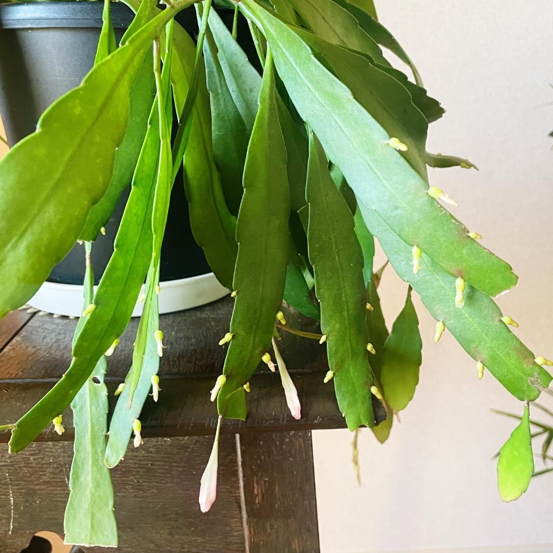 【ひらひらの葉に白い花(実)が付いています】リプサリス ラムローサ