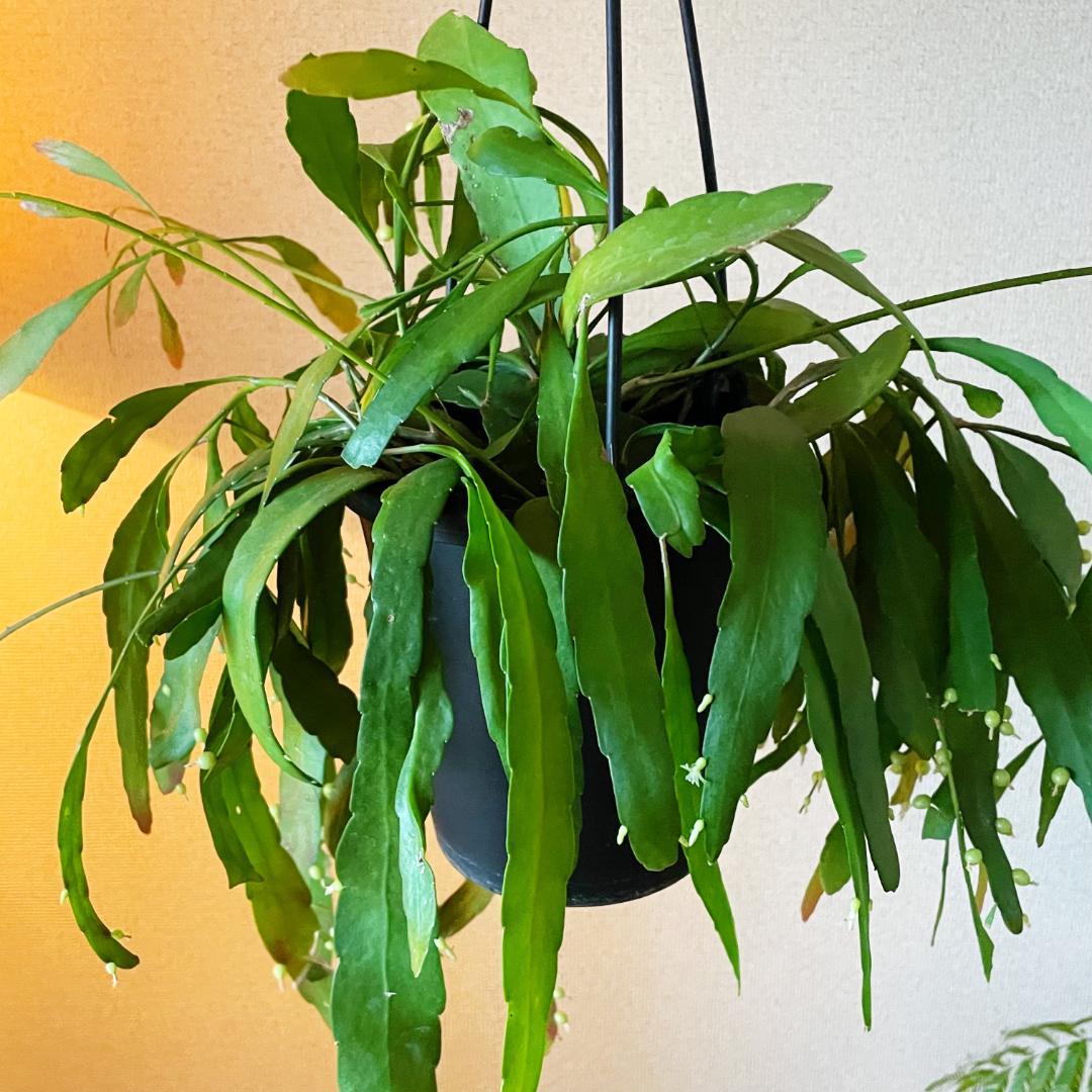 【ひらひらの葉に白い花(実)が付いています】リプサリス ラムローサ