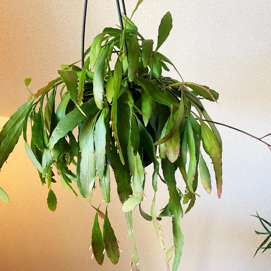 【ひらひらの葉に白い花(実)が付いています】リプサリス ラムローサ