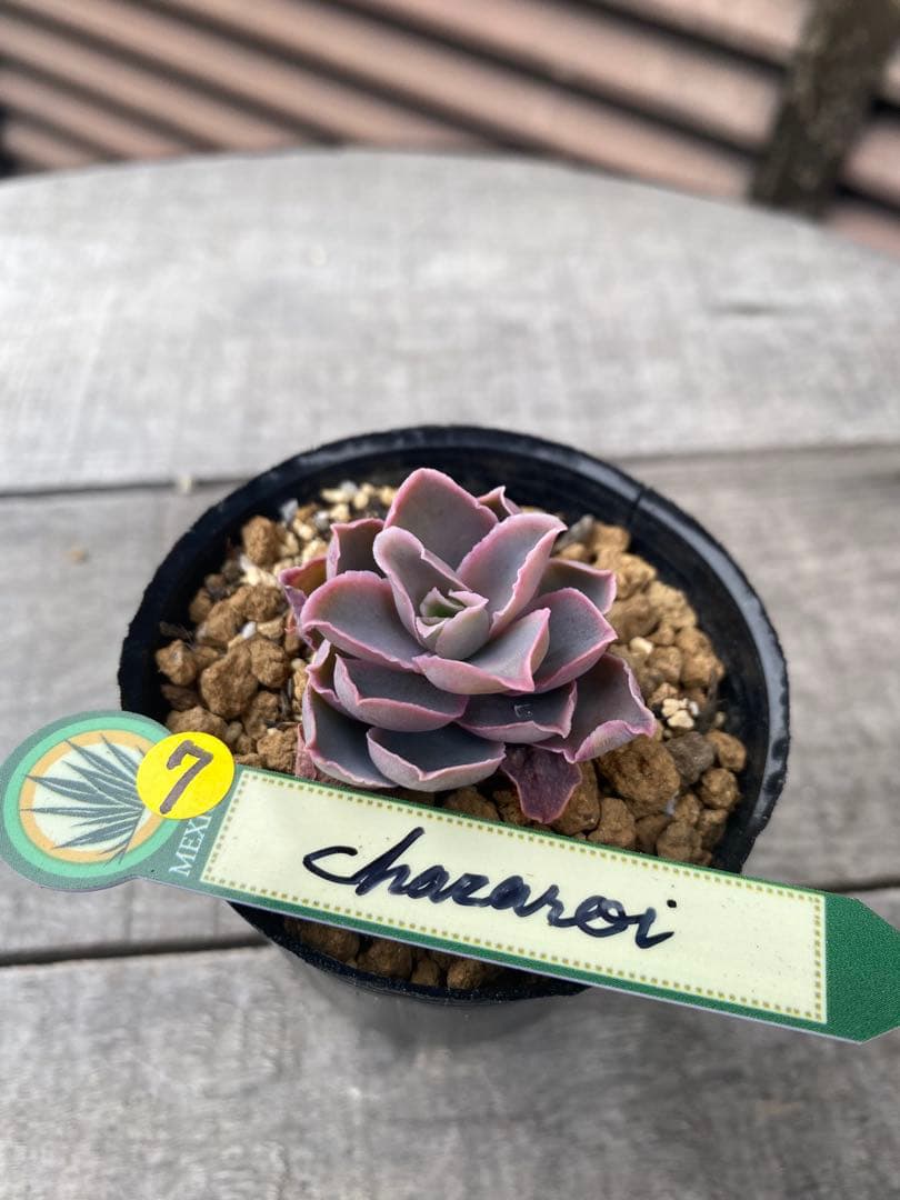 7 原種　チャザロイ　Chazaroi エケベリア　希少