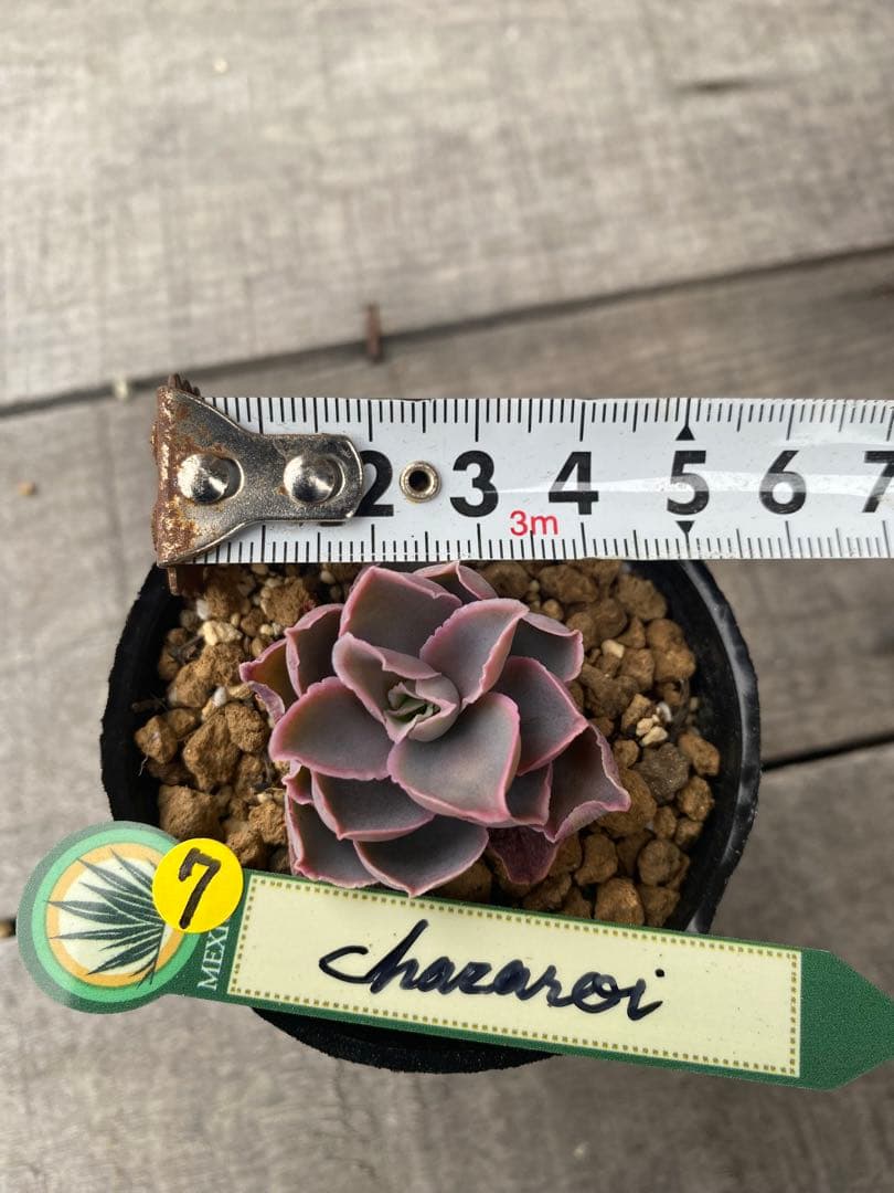 7 原種　チャザロイ　Chazaroi エケベリア　希少