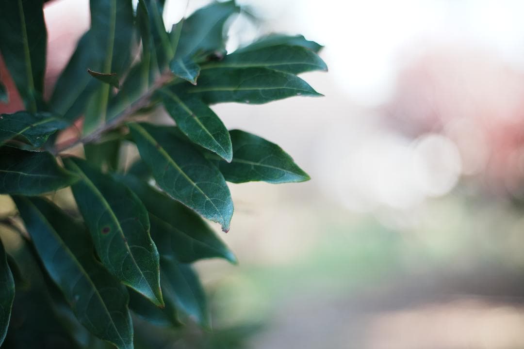 【整備＆テスト済】Nikon Ai-s Nikkor 50mm f1.8 506