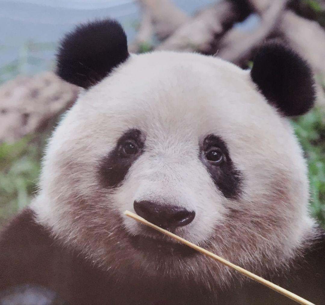 シャンシャン　ポスター　非売品　香香　オリジナルポスター　エキュート　上野