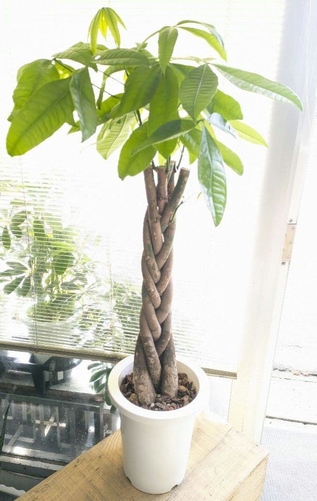 msan様　ご確認ください