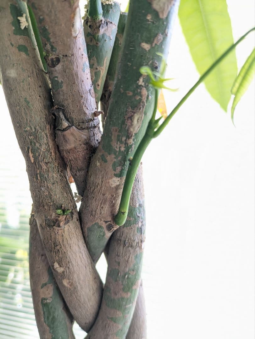 msan様　ご確認ください