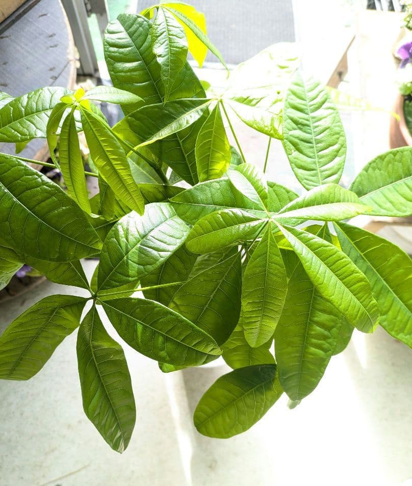 msan様　ご確認ください