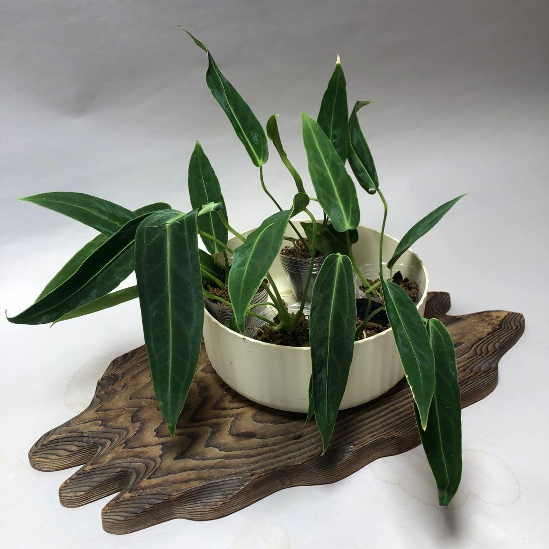 MS564 アンスリウム・ワロクアナム