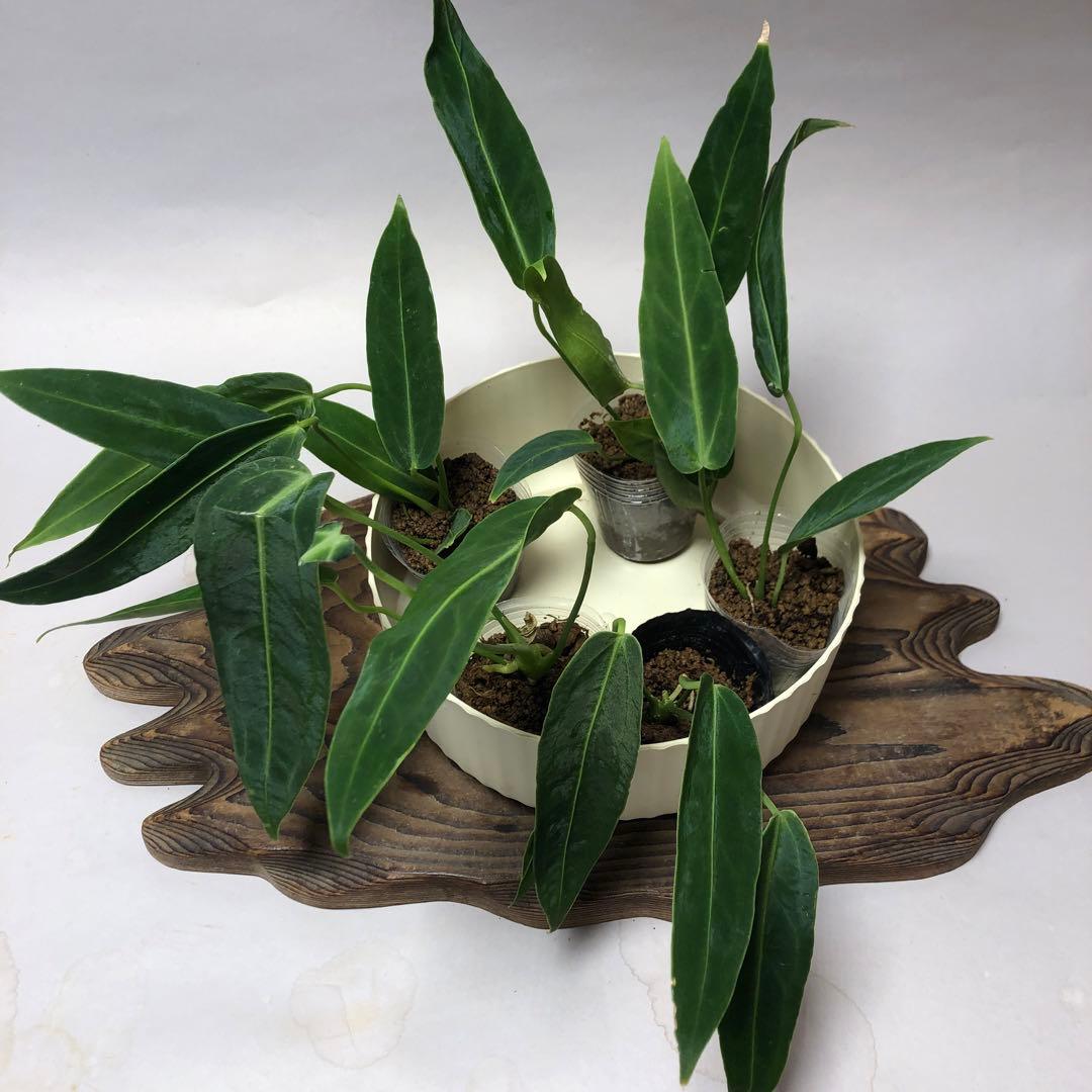 MS564 アンスリウム・ワロクアナム