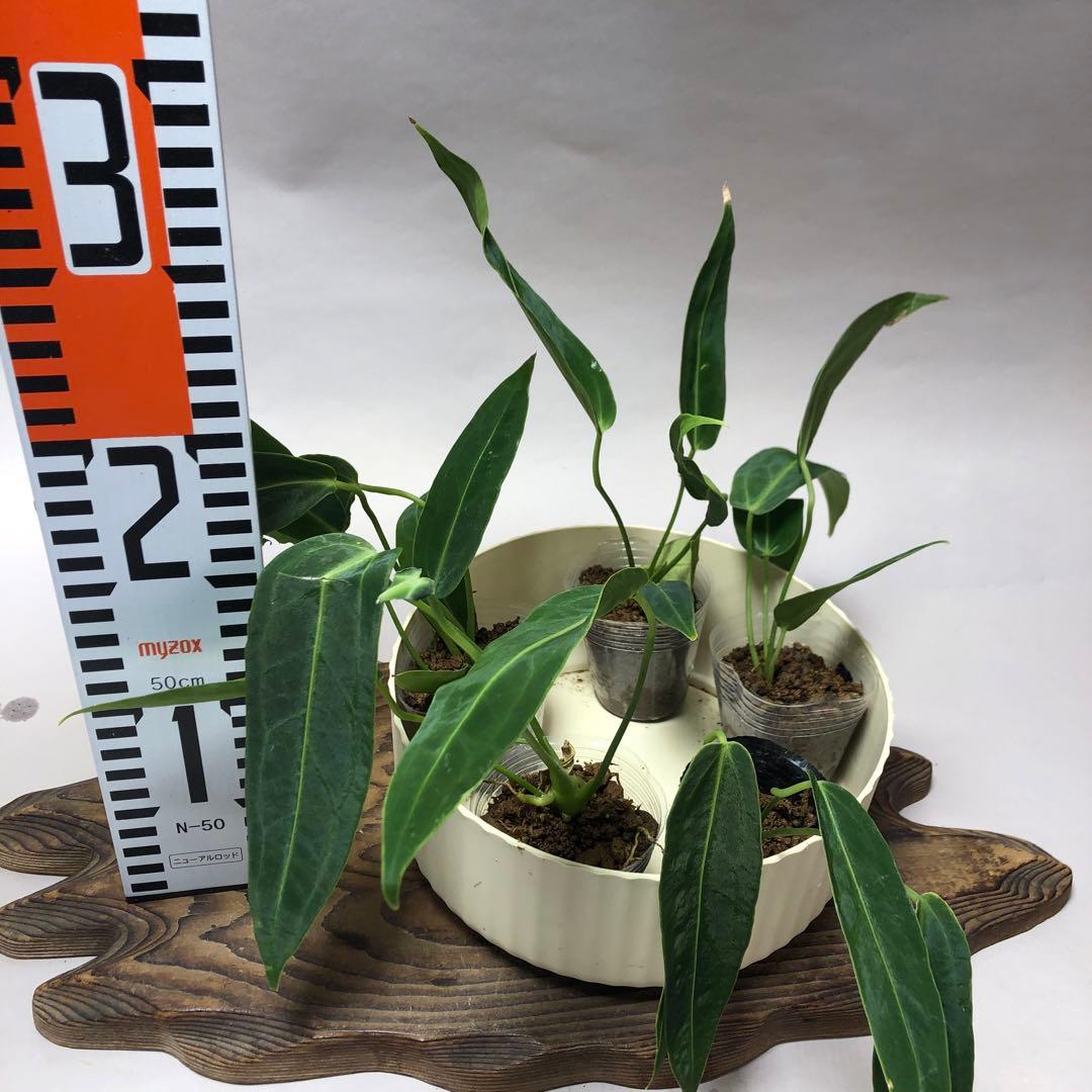 MS564 アンスリウム・ワロクアナム