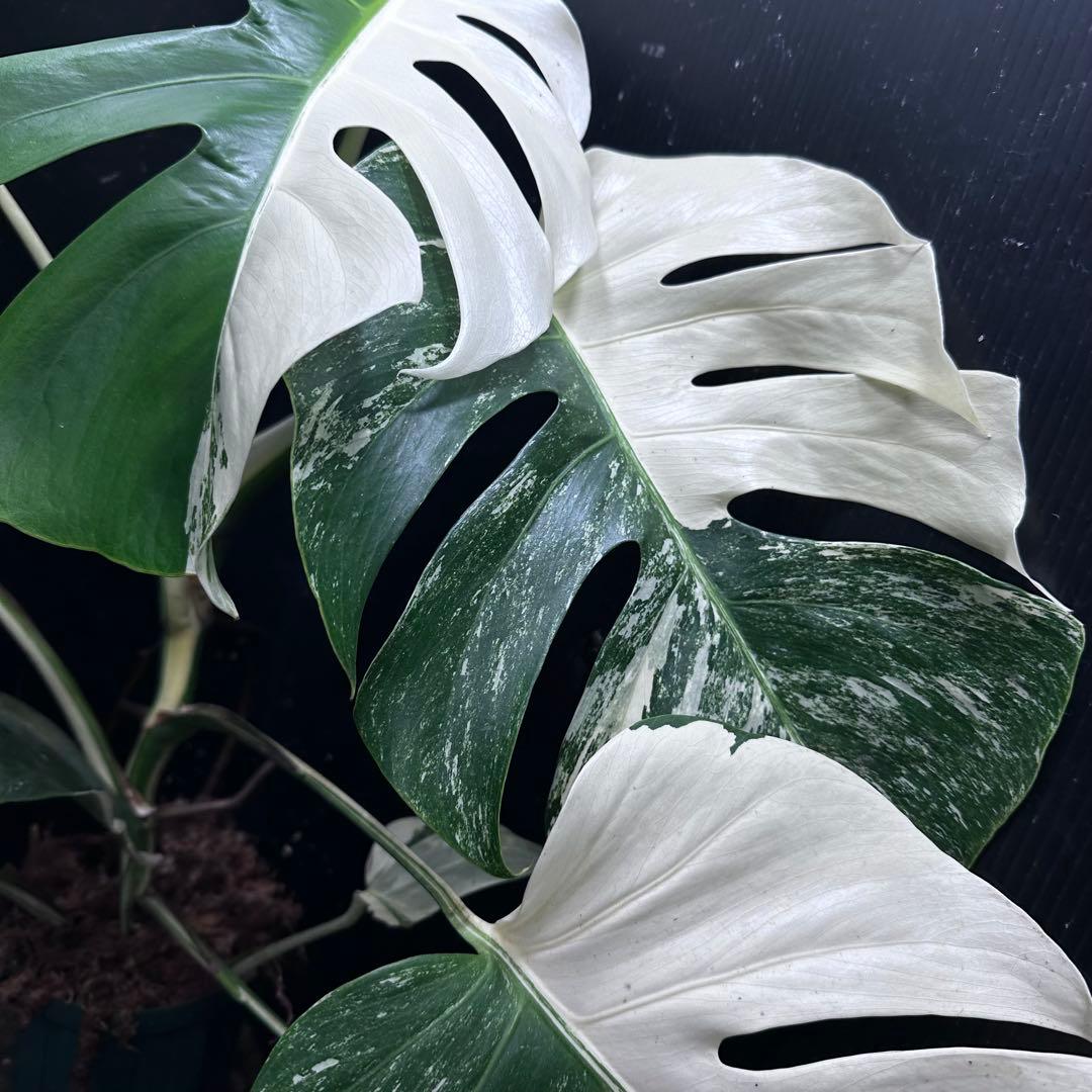 ば*ん様 斑入りモンステラ ホワイトタイガー極美大株62cm白斑多